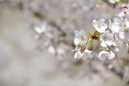 white petaled flowers thumbnail