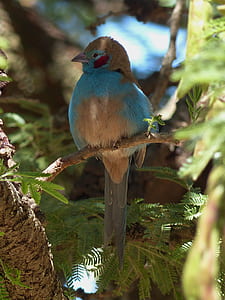 blue and brown bird perched on tree branch thumbnail