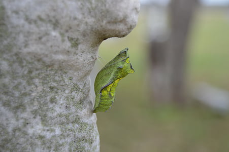 green cocoon thumbnail