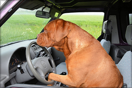 adult French mastiff driving a car thumbnail