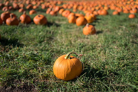 pumpkins placed on green grass field thumbnail
