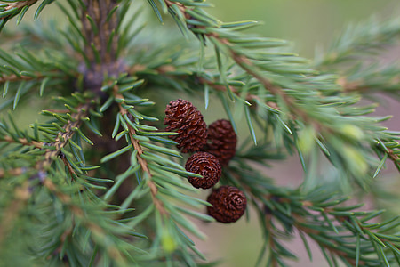selective focus photography of brown pinecone thumbnail