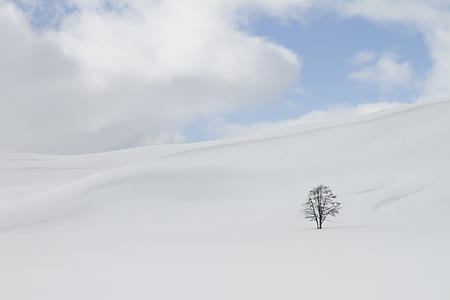 bare tree surround by snow thumbnail