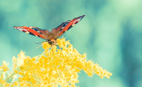 peacock butterfly perching on yellow cluster flower in close-up photography thumbnail
