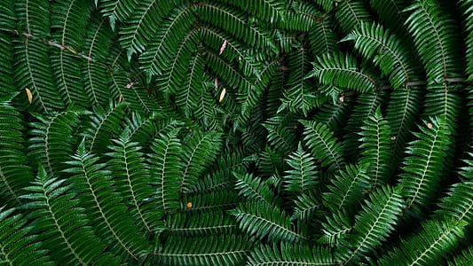 green leaves graphic wallpaper thumbnail