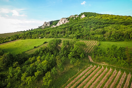 White Rocks in The Woods Over The Vineyard thumbnail