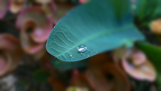 Drops Of Water, Eight Immortals thumbnail