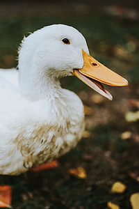 White ducks on the grass thumbnail