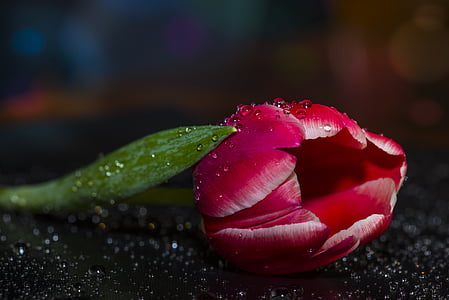 red rose on black surface thumbnail