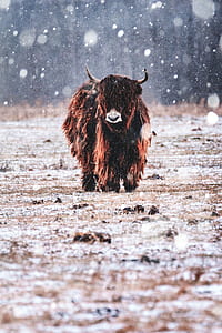 brown and black bison walks on snow covered field thumbnail