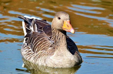 close-up photo of gray duck at daytime thumbnail