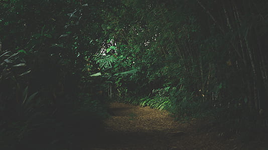 green forest pathway thumbnail