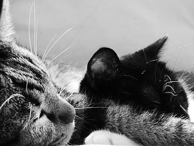 grayscale photo of two sleeping cats thumbnail