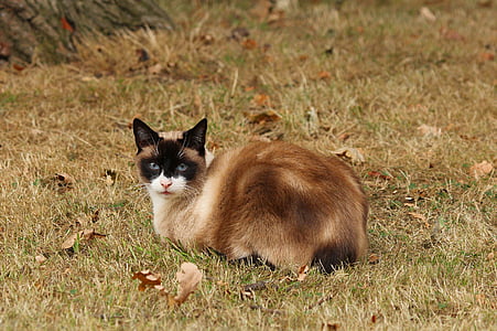 brown and black cat on brown grass outdoors thumbnail