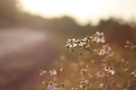 selective focus of white petaled flowers thumbnail