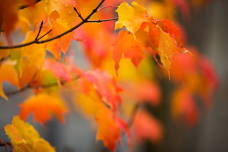 selective focus of tree leaves thumbnail