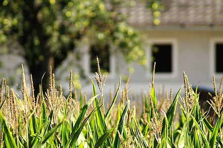 selective focus photography of wheat field thumbnail