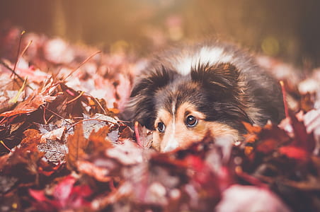 adult black and tan rough collie lying on maple leaves during daytime thumbnail