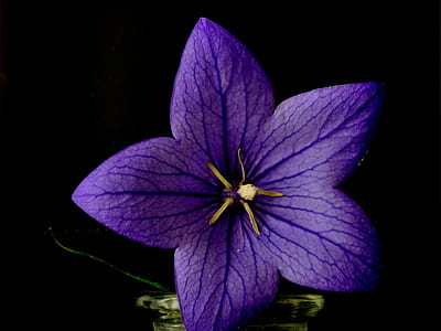 purple balloon flower in close-up photography thumbnail