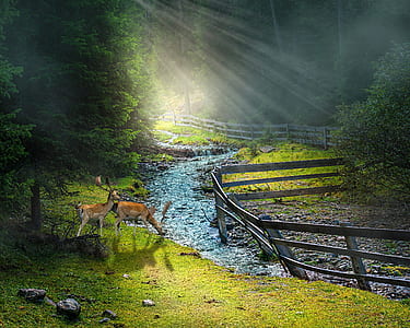 two brown stags near body of water thumbnail