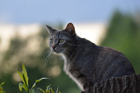 brown tabby cat on grass thumbnail