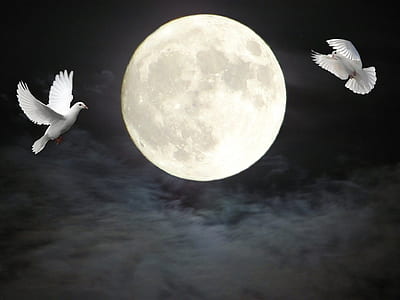 two doves flying near full moon thumbnail