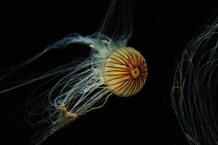 underwater photography of yellow jellyfish thumbnail