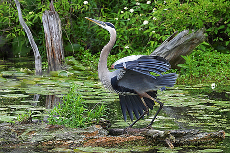 bird on trunk thumbnail