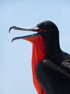 close-up photography of magnificent frigatebird thumbnail