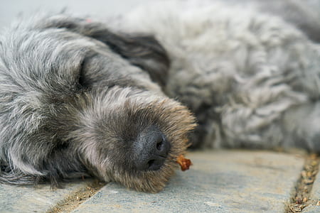 adult gray poodle lying on concrete pavement selective focus photography thumbnail