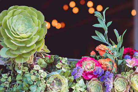 assorted succulents arrangement selective-focus photography thumbnail