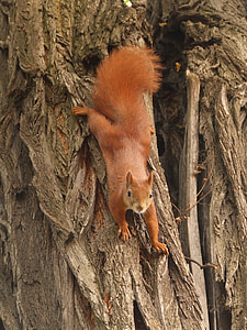brown animal thumbnail