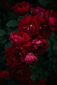 Red Flowers thumbnail