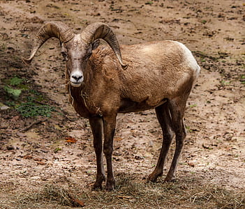 ram thumbnail
