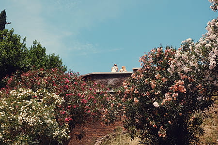 white and pink petaled flowers field thumbnail