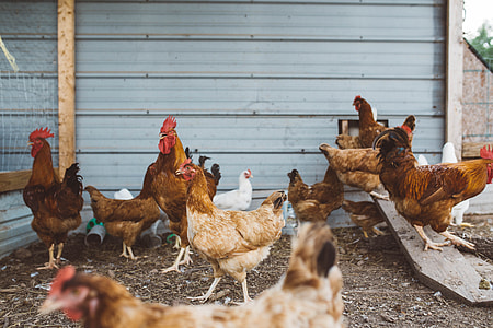 photo of brood of chickens thumbnail