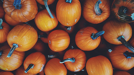 orange pumpkin lot thumbnail