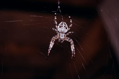 Spider Hanging On Spider Web thumbnail