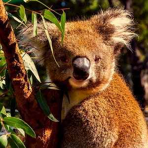 closed up photo of brown koala thumbnail