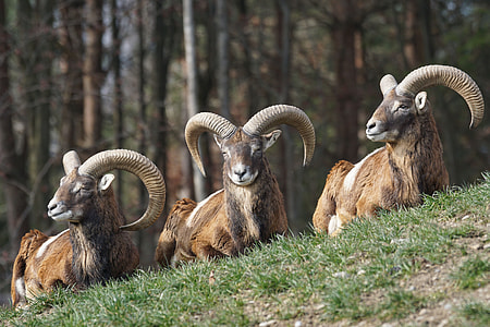 three brown Rams above green grass near forest trees at daytime thumbnail