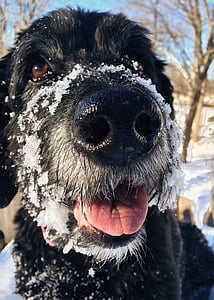 close-up photography of black Labrador retriever thumbnail