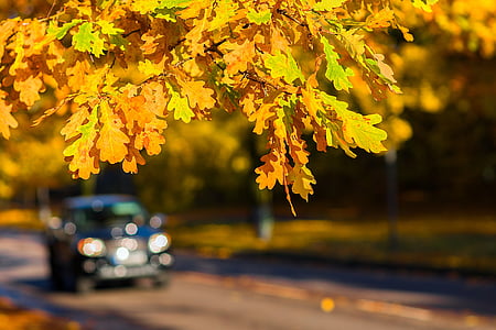 shallow focus photography of yellow leafed tree thumbnail