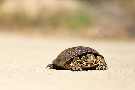 brown turtle thumbnail