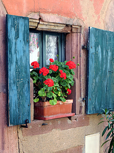 photo of red petaled flowers on brown clay pot put near window thumbnail