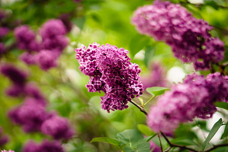 focus photography of pink petaled flowers thumbnail