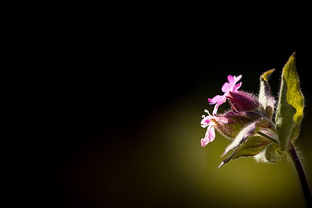 photography of purple flower thumbnail