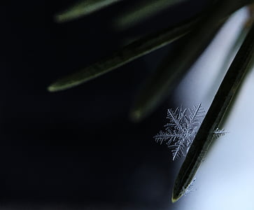 close-up, frost, ice, leaf, plant thumbnail