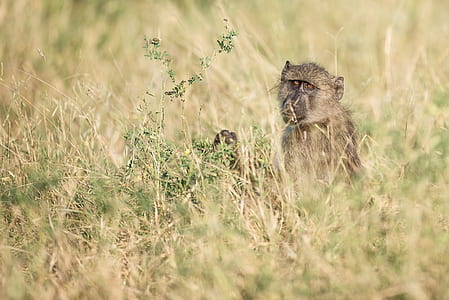 photo of monkey near green grass thumbnail