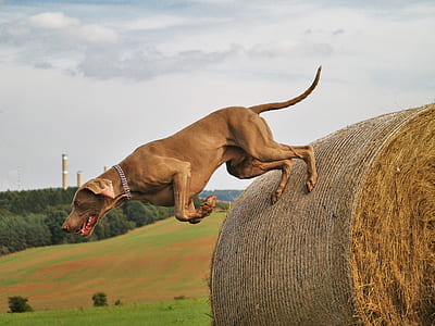 short-coated brown dog jumping on hays thumbnail