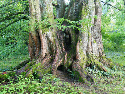 close-up photo of large tree trunk thumbnail
